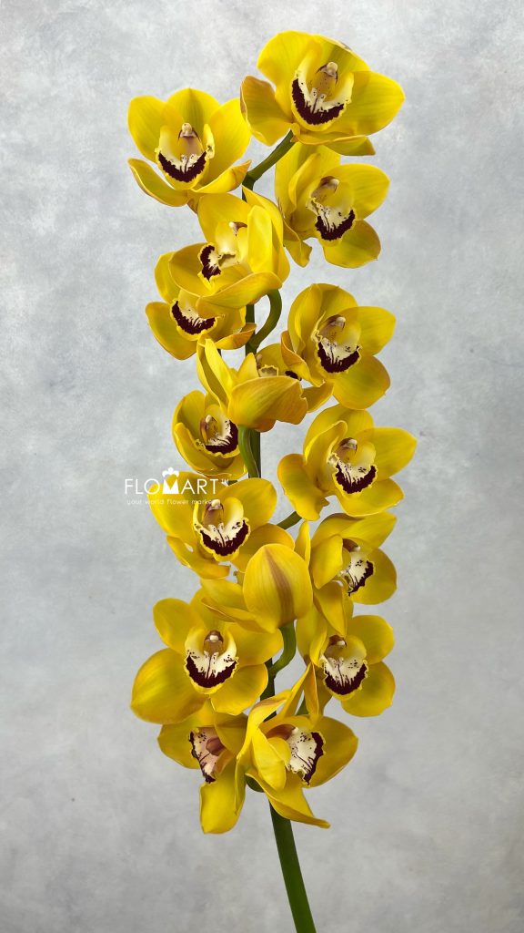 Cymbidium Std Golden Girl