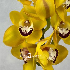 Cymbidium Std Golden Girl - Image 2