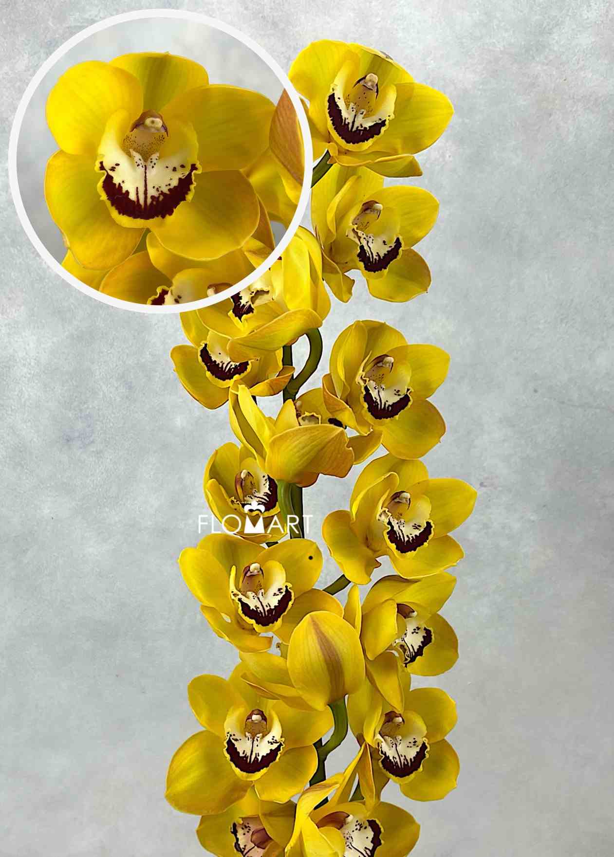 Cymbidium Std Golden Girl - Image 1