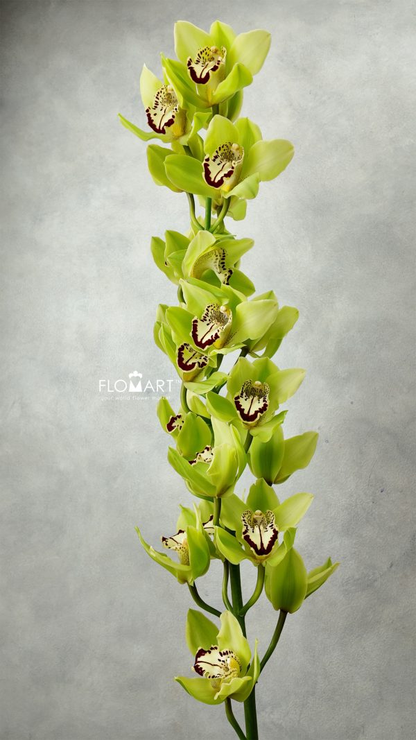 Cymbidium Std Green Cymbidium Std Green