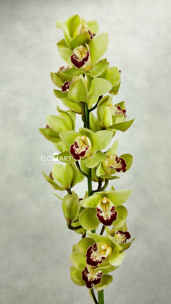 Cymbidium Std Green Matcheld