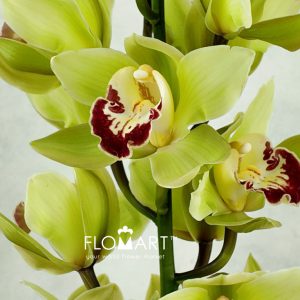 Cymbidium Std Green Matcheld - Image 2