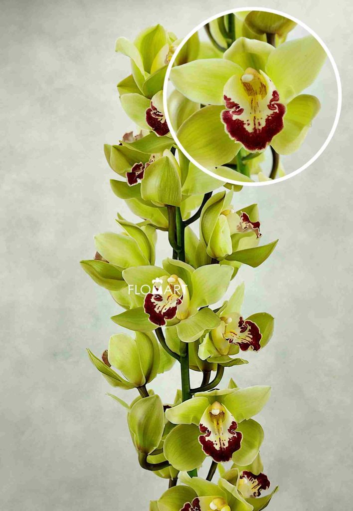 Cymbidium Std Green Matcheld