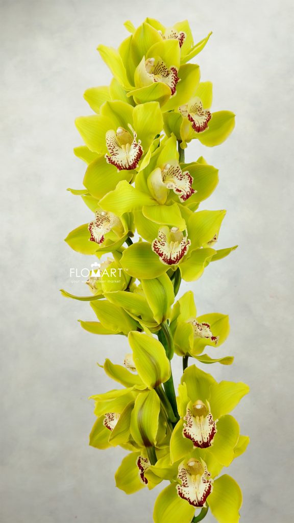 Cymbidium Std Green Unique Seena