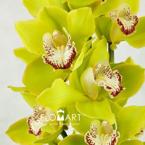 Cymbidium Std Green Unique Seena - Image 2