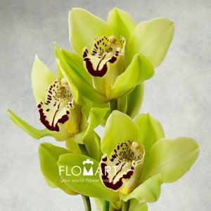 Cymbidium Std Green - Image 2
