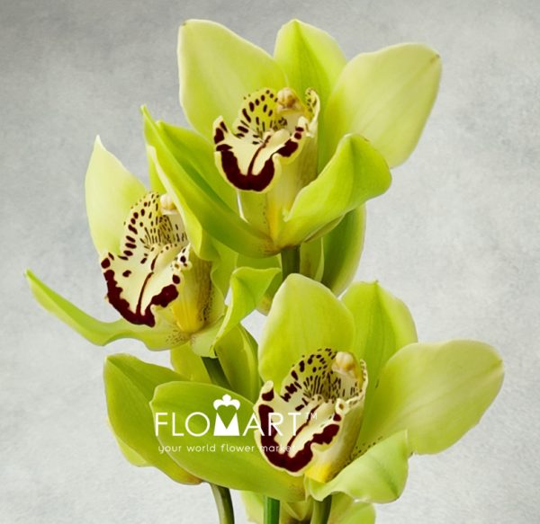 Cymbidium Std Green