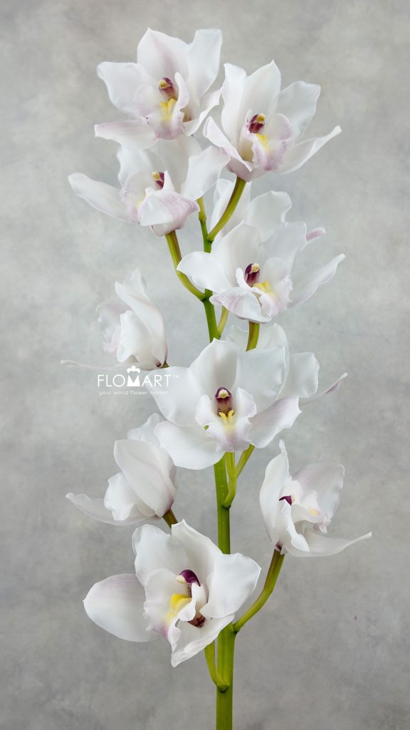 Cymbidium Std Greetings