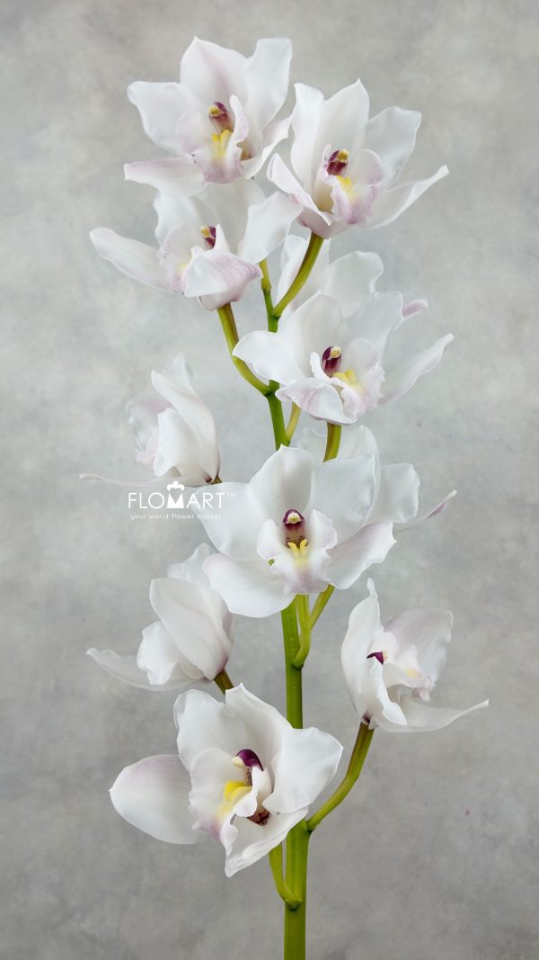 Cymbidium Std Greetings