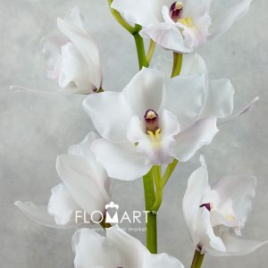 Cymbidium Std Greetings - Image 2