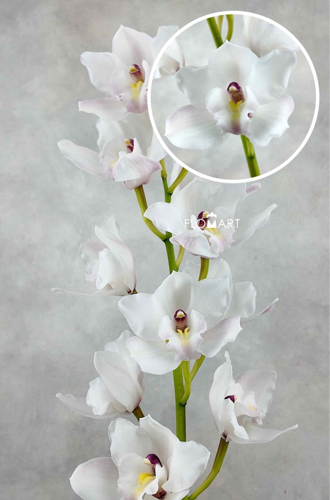 Cymbidium Std Greetings