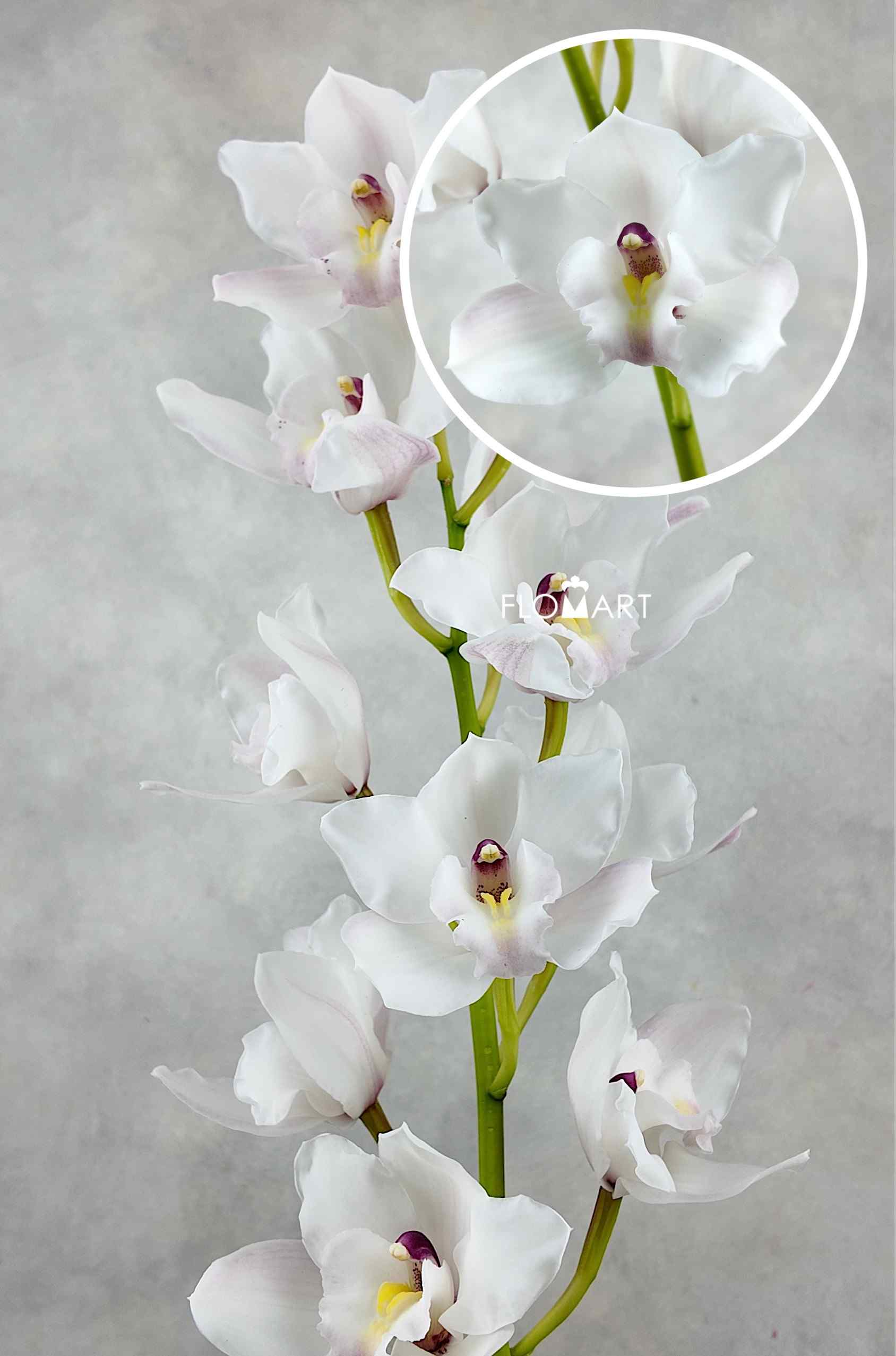 Cymbidium Std Greetings - Image 1