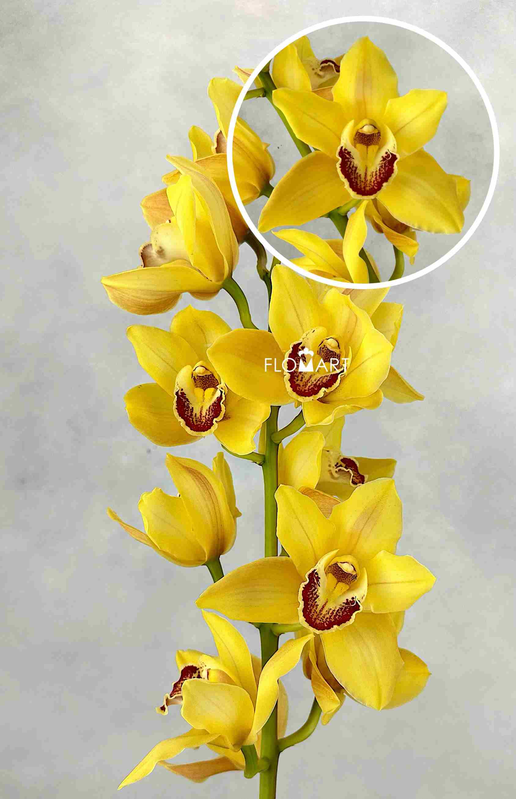 Cymbidium Std Gywn - Image 1