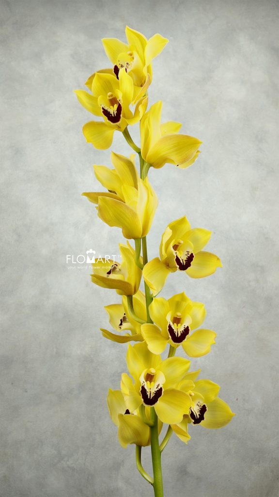 Cymbidium Std Gymer Cooksbridge