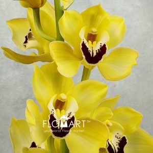 Cymbidium Std Gymer Cooksbridge - Image 2
