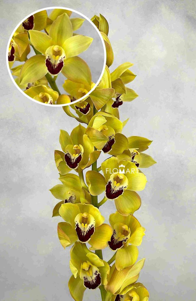 Cymbidium Std Gymer Cooksbridge