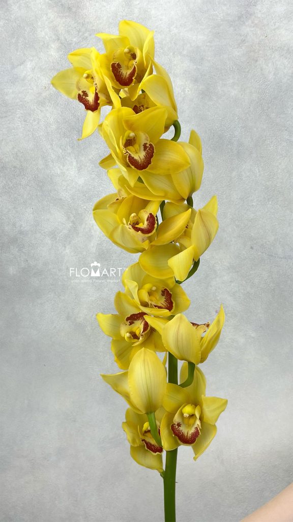Cymbidium Std Gywn