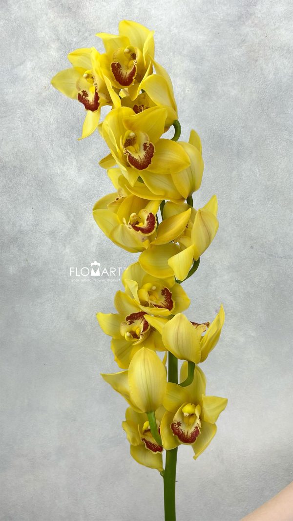 Cymbidium Std Gywn Cymbidium Std Gywn