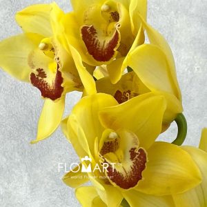 Cymbidium Std Gywn - Image 2