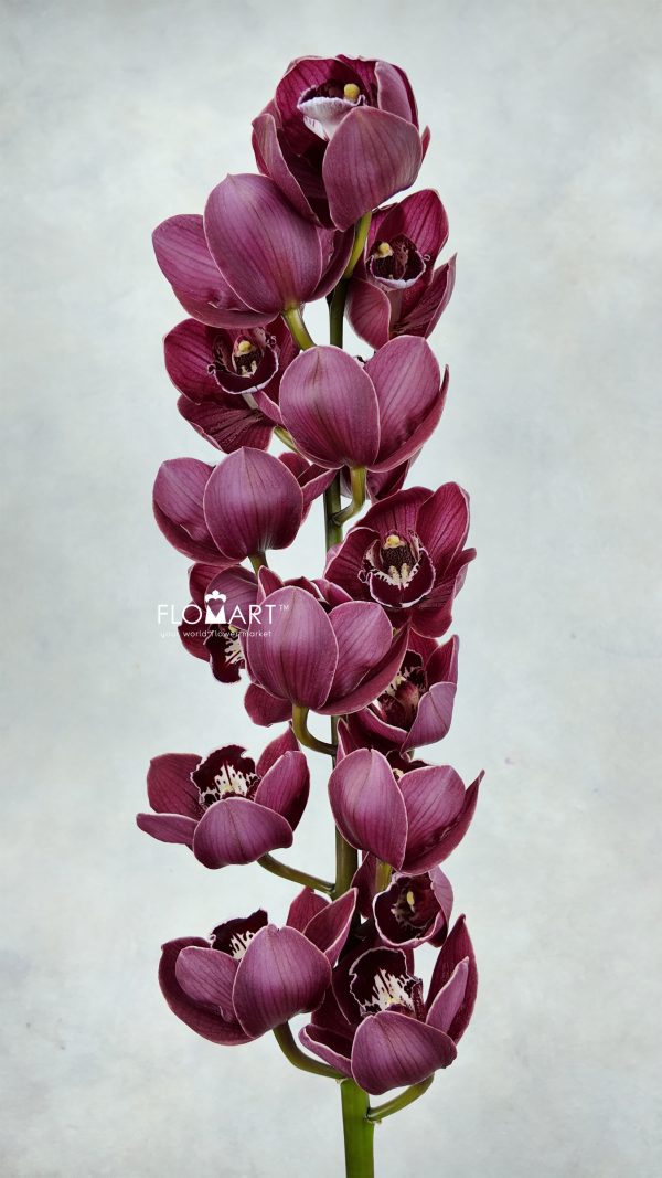 Cymbidium Std Hades