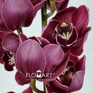 Cymbidium Std Hades - Image 2