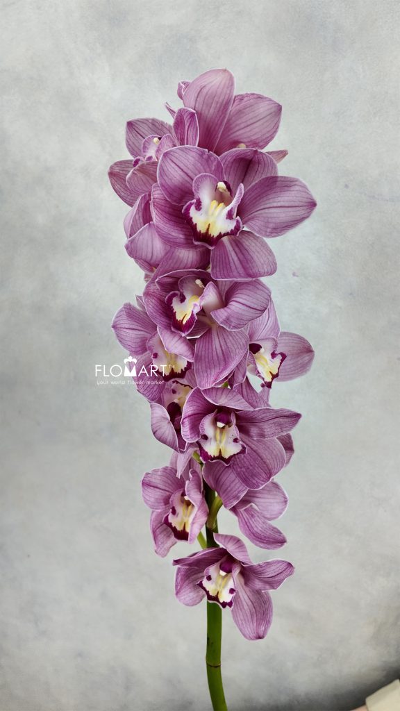 Cymbidium Std Happy Face
