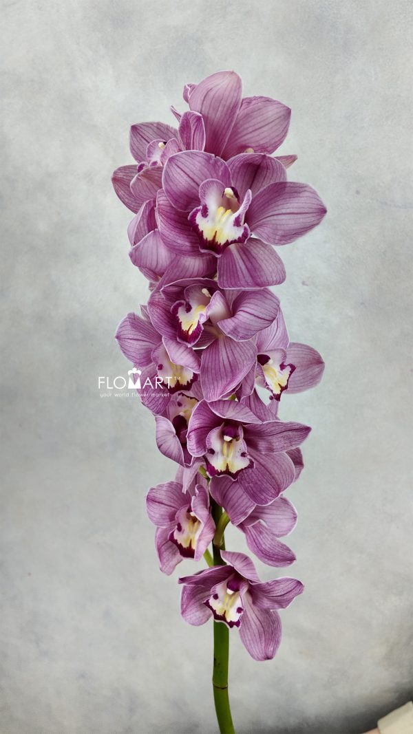 Cymbidium Std Happy Face Cymbidium Std Happy Face
