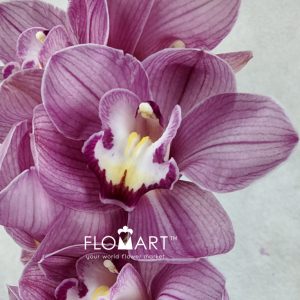 Cymbidium Std Happy Face - Image 2