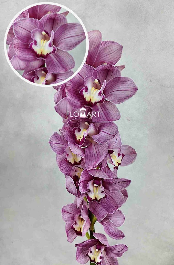 Cymbidium Std Happy Face