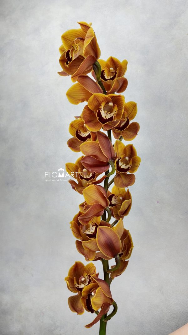 Cymbidium Std Hockey Pockey