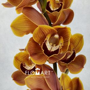 Cymbidium Std Hockey Pockey - Image 2