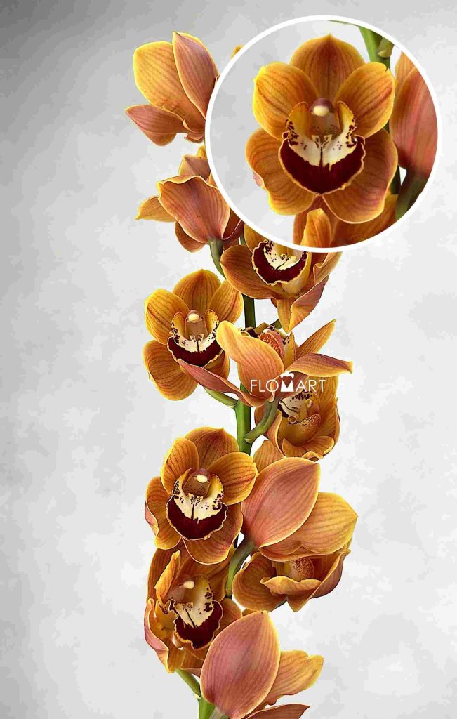 Cymbidium Std Hockey Pockey