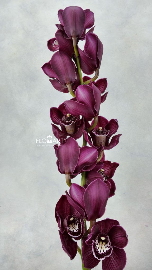 Cymbidium Std Hot Pot Wiri
