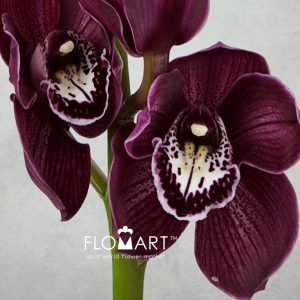 Cymbidium Std Hot Pot Wiri - Image 2