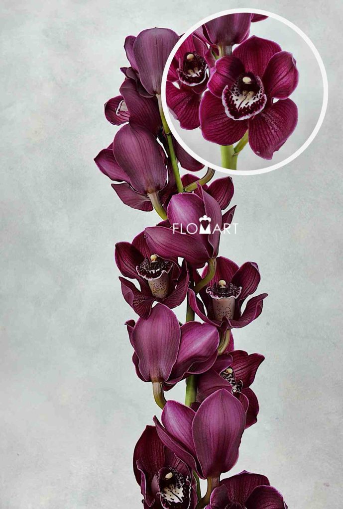Cymbidium Std Hot Pot Wiri