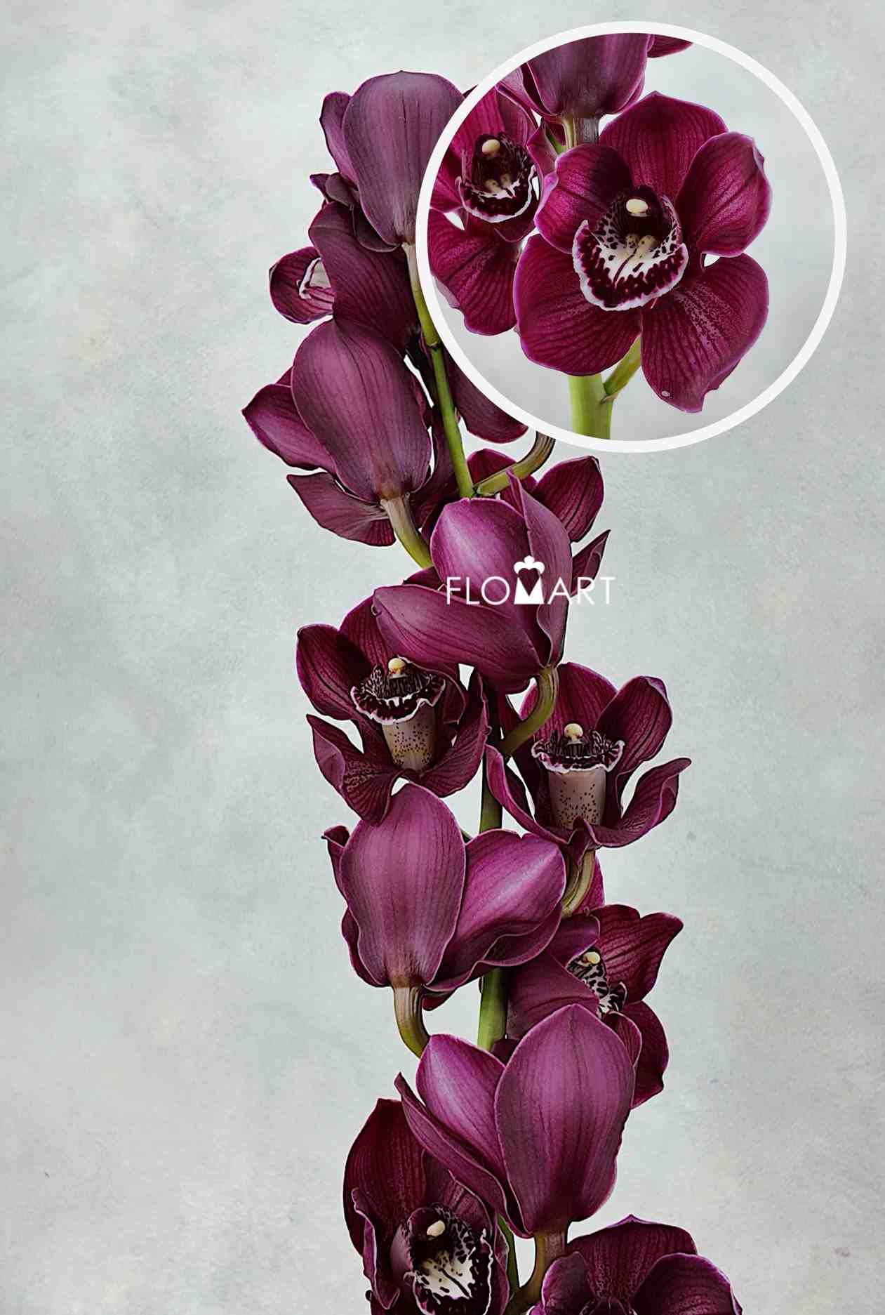 Cymbidium Std Hot Pot Wiri - Image 1