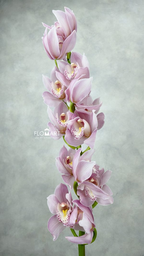 Cymbidium Std Hyzenthly