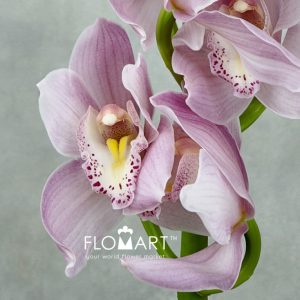 Cymbidium Std Hyzenthly - Image 2