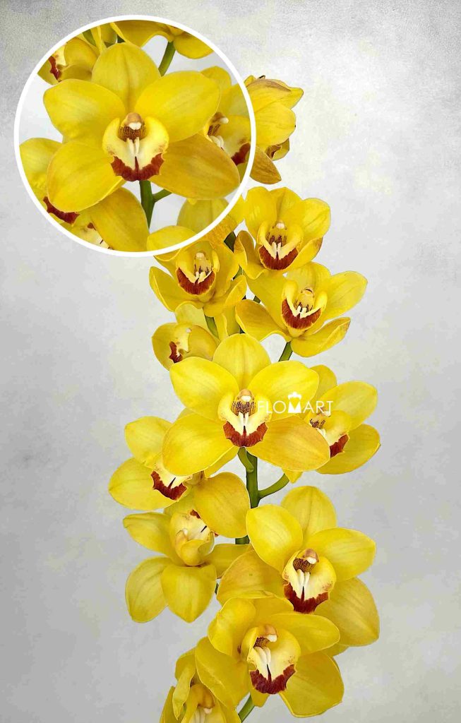 Cymbidium Std Illusion