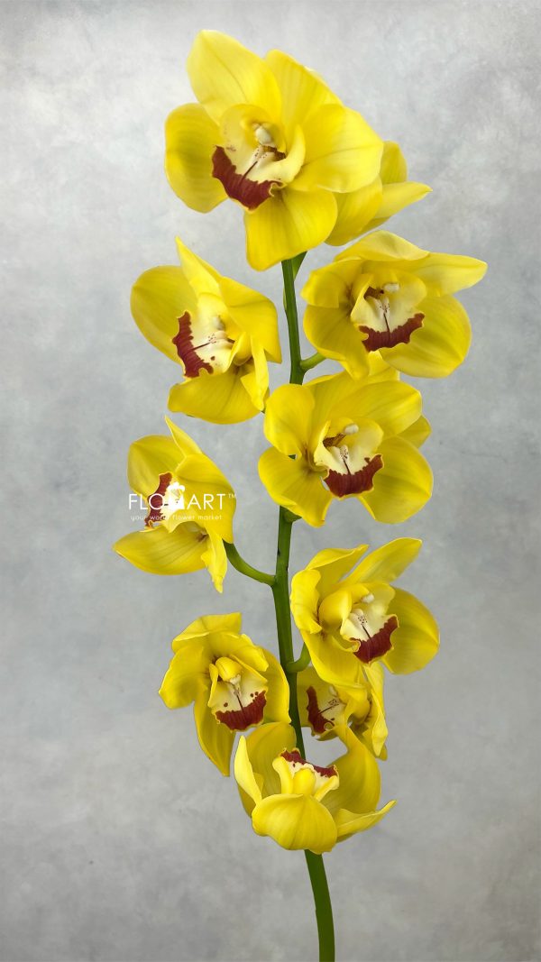 Cymbidium Std Illusion