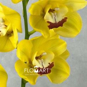 Cymbidium Std Illusion - Image 2