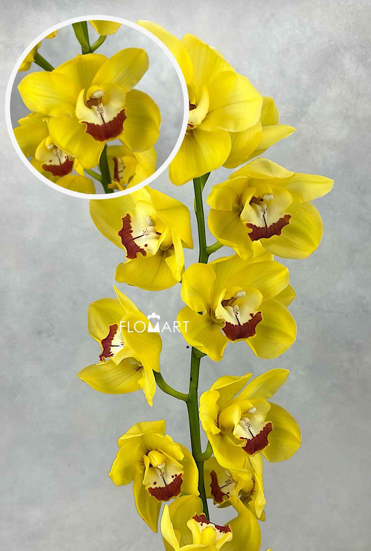 Cymbidium Std Illusion - Image 1