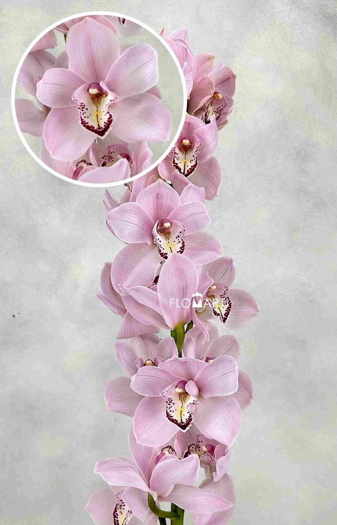 Cymbidium Std Jesse Jay