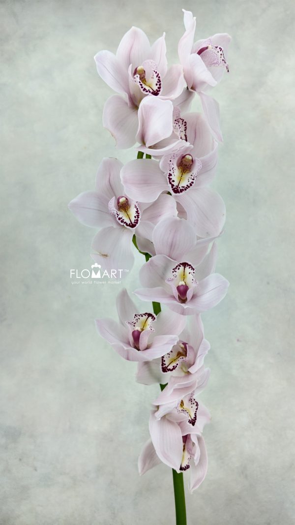 Cymbidium Std Jesse Jay Cymbidium Std Jesse Jay