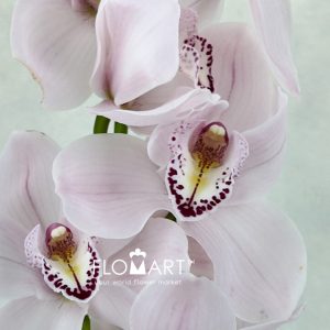 Cymbidium Std Jesse Jay - Image 2