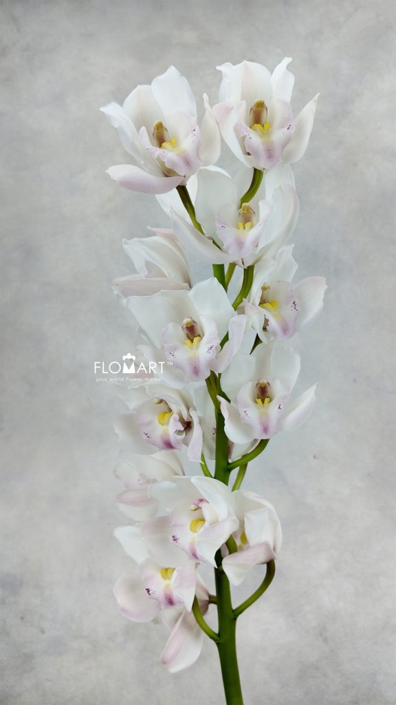 Cymbidium Std Jung Frau