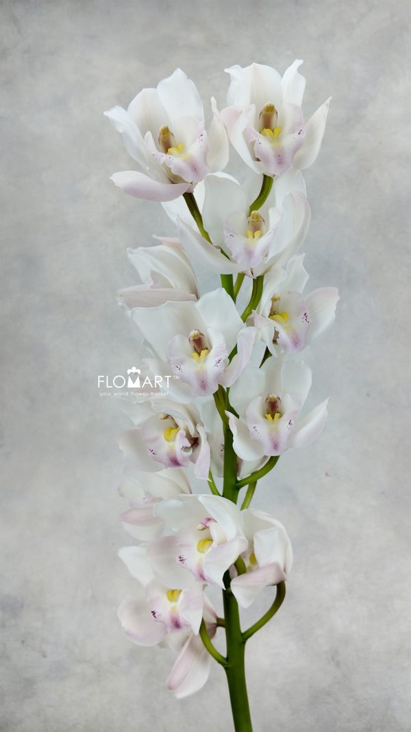 Cymbidium Std Jung Frau