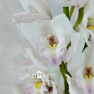 Cymbidium Std Jung Frau - Image 2