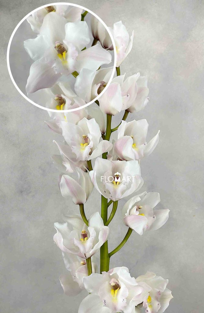 Cymbidium Std Jung Frau