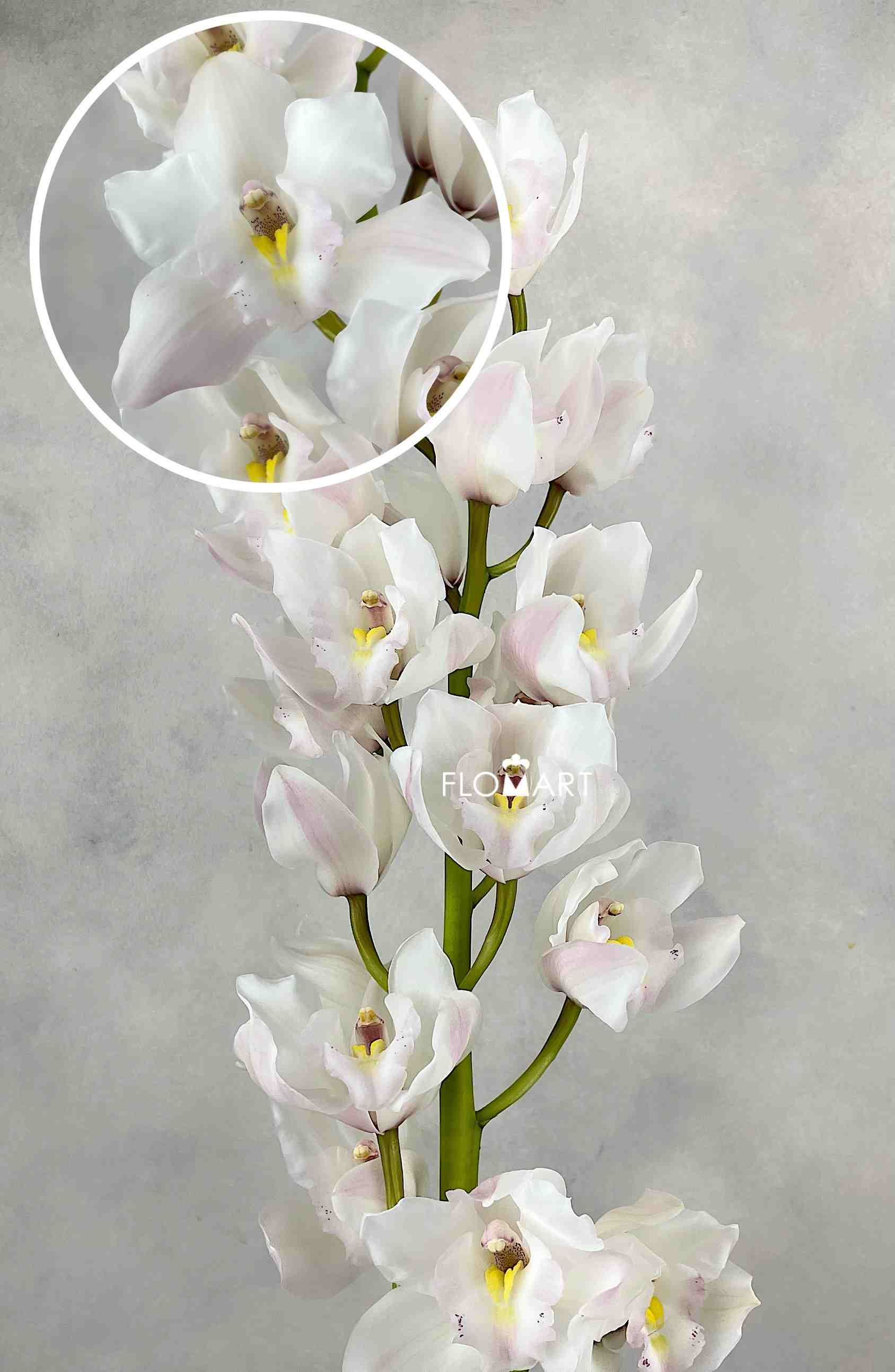 Cymbidium Std Jung Frau - Image 1